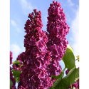 Lilak pospolity - Syringa vulgaris 'And an Ludwig Spath' ROŚLINY