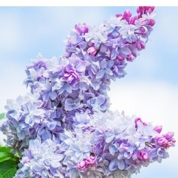 Lilak pospolity - Syringa vulgaris 'Nadezhda' ROŚLINY