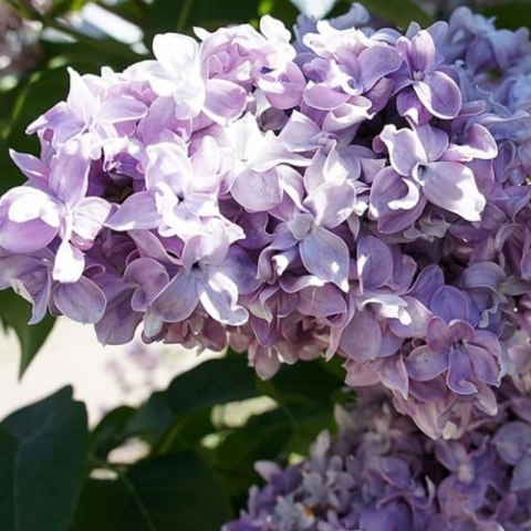 Lilak pospolity - Syringa vulgaris 'Nadezhda' ROŚLINY