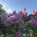 Lilak pospolity - Syringa vulgaris 'Nadezhda' ROŚLINY