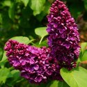 Lilak pospolity - Syringa vulgaris 'Prince Wolkonsky' ROŚLINY