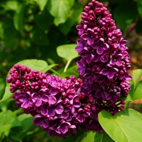 Lilak pospolity - Syringa vulgaris 'Prince Wolkonsky' ROŚLINY