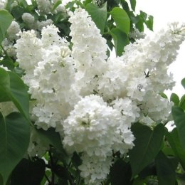 Lilak pospolity - Syringa vulgaris 'Stepman' ROŚLINY