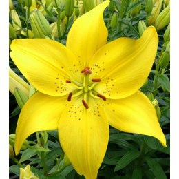 Lilia - Lilium 'Ilse Yellow' ROŚLINY