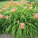 Liliowiec rdzawy - Hemerocallis fulva 'Europa' ROŚLINY