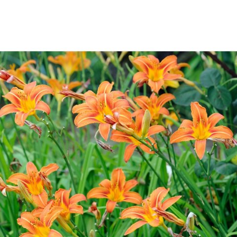 Liliowiec rdzawy - Hemerocallis fulva 'Europa' ROŚLINY