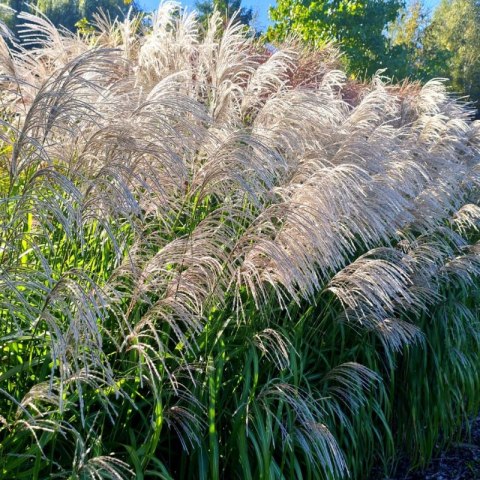 Miskant chiński- Miscanthus sinensis 'Memory' ROŚLINY