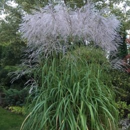 Miskant chiński- Miscanthus sinensis 'Memory' ROŚLINY