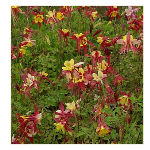 Orlik ogrodowy - Aquilegia hybrida 'Haylodgensis Rot Gold' ROŚLINY