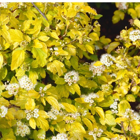 Pęcherznica kalinolistna - Physocarpus opulifolius 'Dart's Gold' ROŚLINY