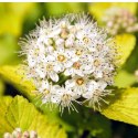 Pęcherznica kalinolistna - Physocarpus opulifolius 'Dart's Gold' ROŚLINY