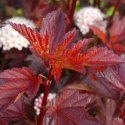 Pęcherznica kalinolistna - Physocarpus opulifolius 'Diable D'or' ROŚLINY