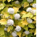 Pęcherznica kalinolistna - Physocarpus opulifolius 'Luteus' ROŚLINY