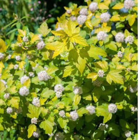 Pęcherznica kalinolistna - Physocarpus opulifolius 'Luteus' ROŚLINY