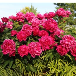Piwonia chińska - Paeonia lactiflora 'Big Ben' ROŚLINY