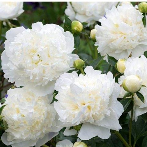 Piwonia drzewiasta - Paeonia suffruticosa 'Xue Ta' ROŚLINY