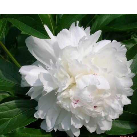 Piwonia drzewiasta - Paeonia suffruticosa 'Xue Ta' ROŚLINY
