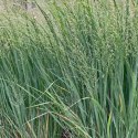 Proso Rózgowate - Panicum Virgatum 'Northwind' ROŚLINY