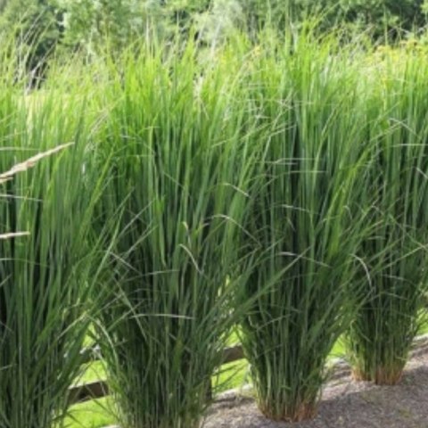 Proso Rózgowate - Panicum Virgatum 'Northwind' ROŚLINY
