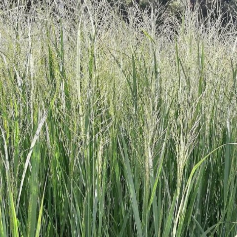 Proso Rózgowate - Panicum Virgatum 'Northwind' ROŚLINY