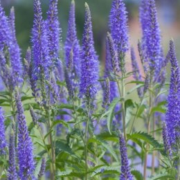 Przetacznik Kłosowy - Veronica Spicata 'High Five' ROŚLINY