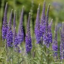 Przetacznik Kłosowy - Veronica Spicata 'High Five' ROŚLINY