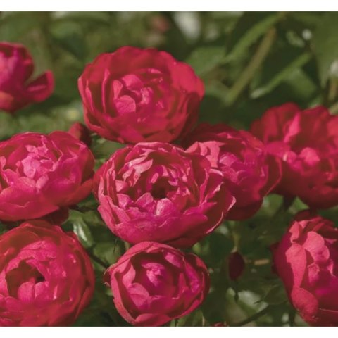 Róża polyantha - czerwona ROŚLINY