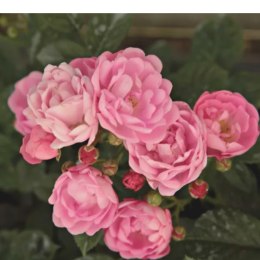 Róża polyantha - różowa ROŚLINY