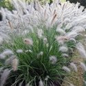 Rozplenica Japońska - Pennisetum Alopecuroides 'Hameln' ROŚLINY