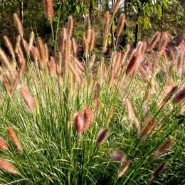 Rozplenica Japońska - Pennisetum Alopecuroides 'Paul's Giant' ROŚLINY