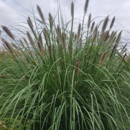 Rozplenica Japońska - Pennisetum Alopecuroides 'Paul's Giant' ROŚLINY