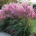 Rozplenica Japońska - Pennisetum Alopecuroides 'Red Head' ROŚLINY