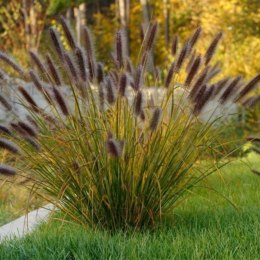 Rozplenica Japońska - Pennisetum Alopecuroides 'Red Head' ROŚLINY