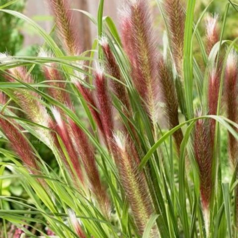 Rozplenica Japońska - Pennisetum Alopecuroides 'Red Head' ROŚLINY