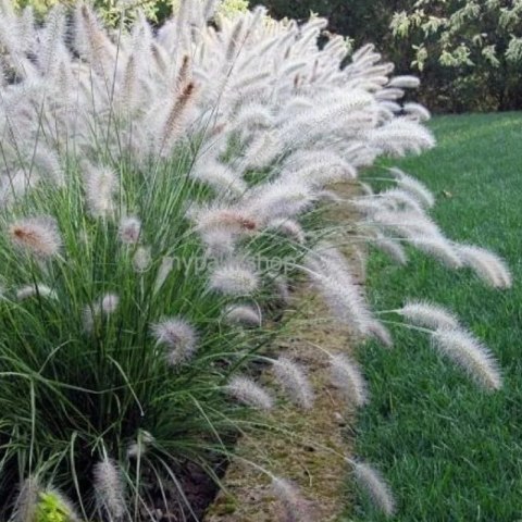 Rozplenica japońska - Pennisetum alopecuroides ROŚLINY