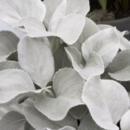 Starzec - Senecio 'Angel Wings' ROŚLINY