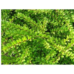 Suchodrzew mirtolistny - Lonicera nitida 'Maigrün' ROŚLINY
