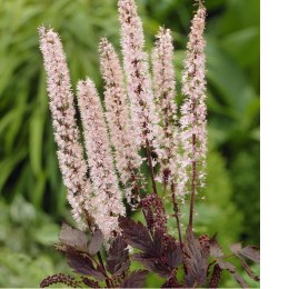 Świecznica prosta - Actaea simplex 'Pink Spike' ROŚLINY