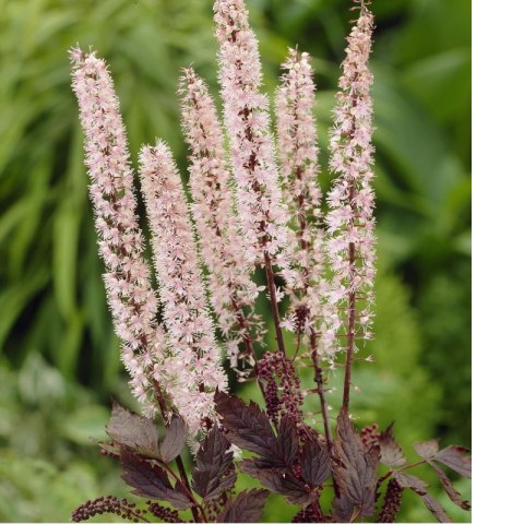 Świecznica prosta - Actaea simplex 'Pink Spike' ROŚLINY