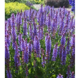 Szałwia - Salvia 'Caradonna' ROŚLINY