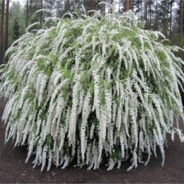 Tawuła szara - Spiraea cinerea 'Grefsheim' ROŚLINY