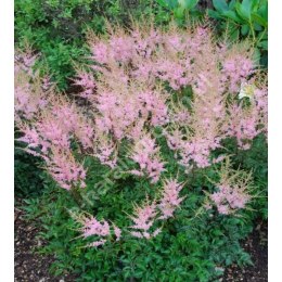 Tawułka pojedynczolistna - Astilbe simplicifolia 'Sprite' ROŚLINY