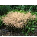 Tawułka pojedynczolistna - Astilbe simplicifolia 'Sprite' ROŚLINY