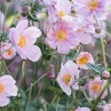 Zawilec - Anemone X Hybrida 'Mont-Rose' ROŚLINY