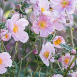 Zawilec - Anemone X Hybrida 'Mont-Rose' ROŚLINY