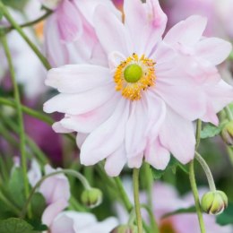 Zawilec - Anemone X Hybrida 'Mont-Rose' ROŚLINY