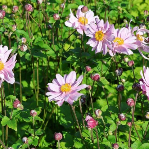 Zawilec - Anemone X Hybrida 'Mont-Rose' ROŚLINY