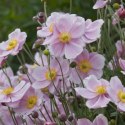 Zawilec - Anemone X Hybrida 'Mont-Rose' ROŚLINY