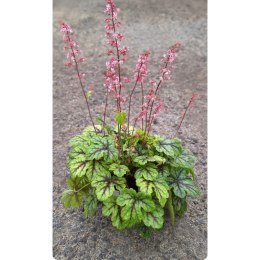 Żuraweczka - Heucherella 'Tapestry' ROŚLINY