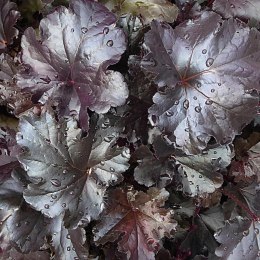 Żurawka - Heuchera 'Black Pearl' ROŚLINY